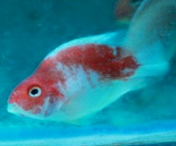 Parrot - Red White - 2-3 Inch